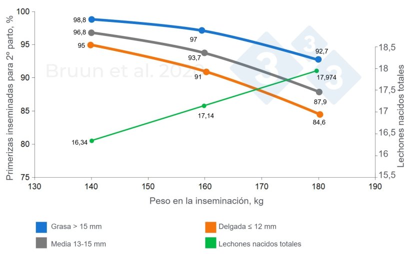 Relaci&oacute;n entre el peso y el espesor&nbsp;de grasa dorsal de la primeriza en la primera cubrici&oacute;n&nbsp;y su vida productiva y longevidad. Bruun et al. (2020): Informe de ensayo n.&ordm; 1206, SEGES Innovation
